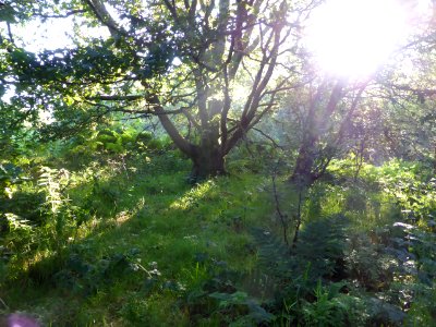 Tree-with-moss