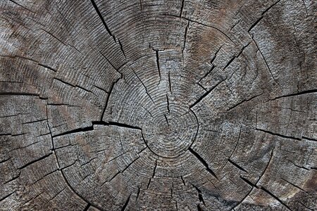 Nature tree annual rings