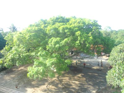 Tree in village - 02