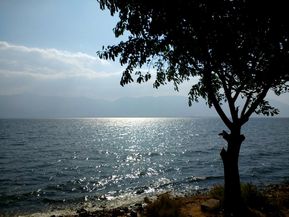 Tree in front of Erhai Lake