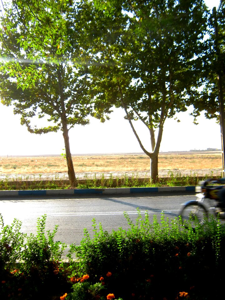 Trees - khayyam boulevard - Nishapur 4