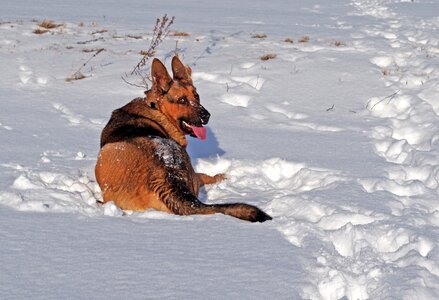 Fun snow meadow photo