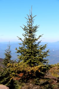 Tree on Mount Mitchell, Oct 2016 1