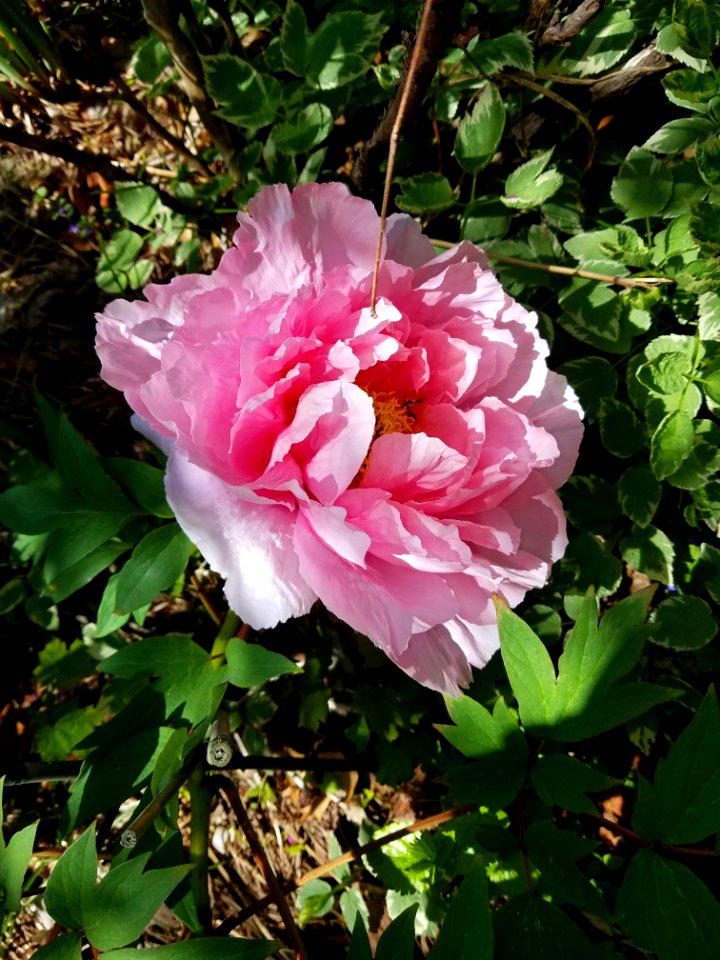 Tree peony - Arlington, MA - 20200521 111321