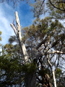 Tree Whalers Lookout Bicheno 201907025-012