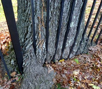 Tree growing around metal fence near Mabie Park in Summit NJ