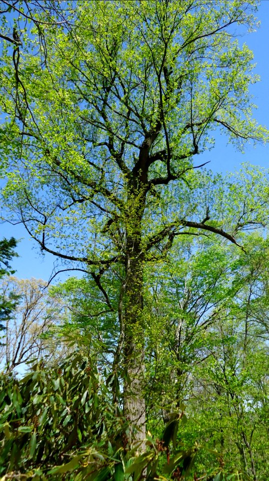 Tree on hill at arborteum in Short Hills NJ