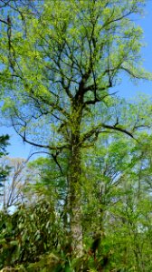 Tree on hill at arborteum in Short Hills NJ