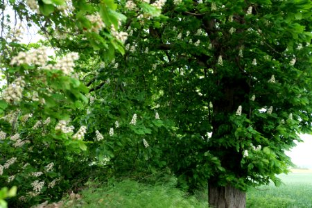 Tree row on a field in Hardenbeck 2021-05-29 08