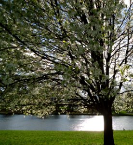 Tree near lake in Nomahegan Park NJ