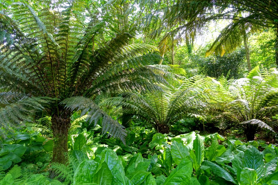 Tree ferns - Trengwainton Garden - Cornwall, England - DSC02482