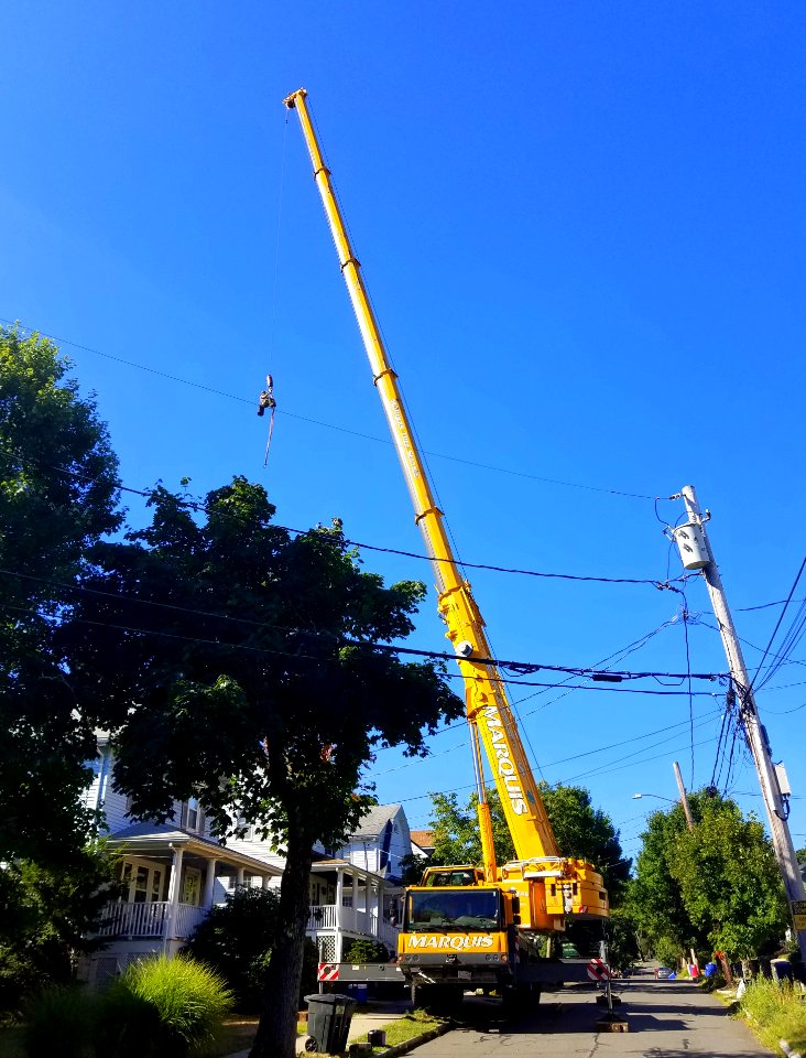 Tree surgeon at work - Arlington, MA - 20200820 091016