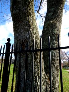 Tree growing around a metal fence in Summit NJ photo