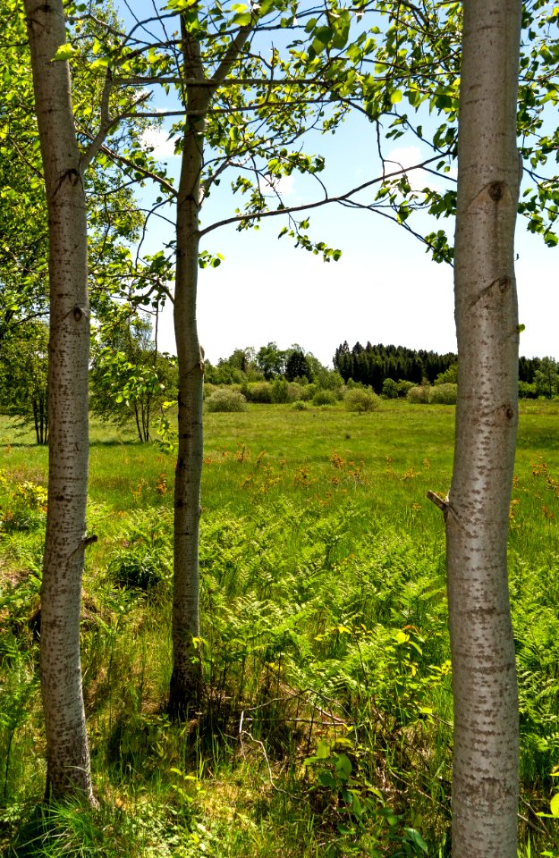 Tree trunks at north Myrstigen track