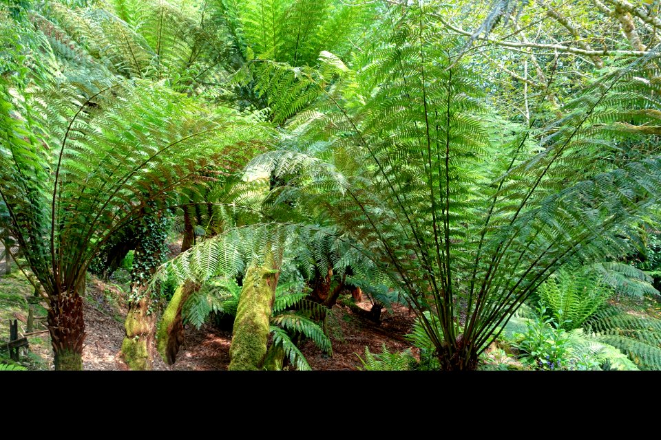 Tree ferns - Trewidden Garden - Cornwall, England - DSC02124