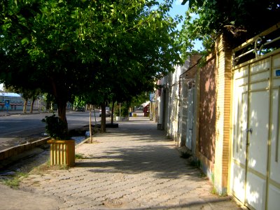 Tree in Istgah st - Nishapur 5