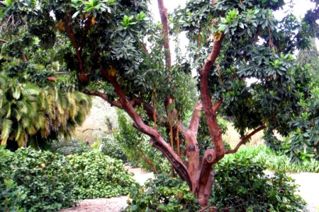 Tree in botanic garden Adelaide
