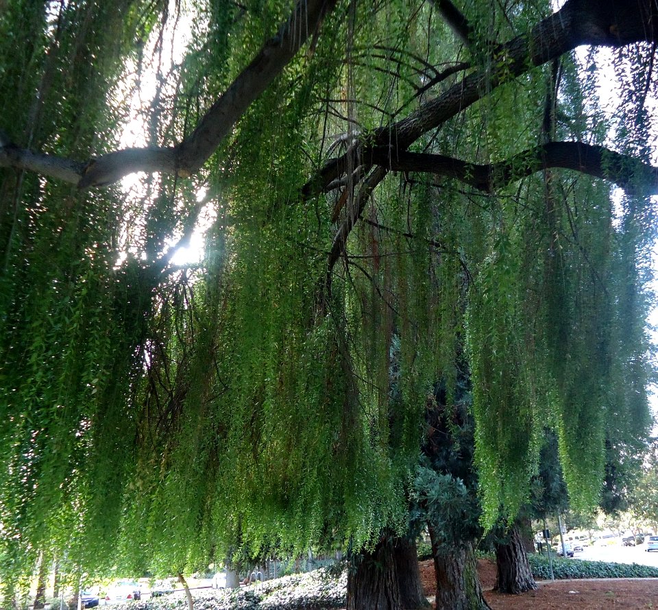 Tree in park in California in town of Cupertino
