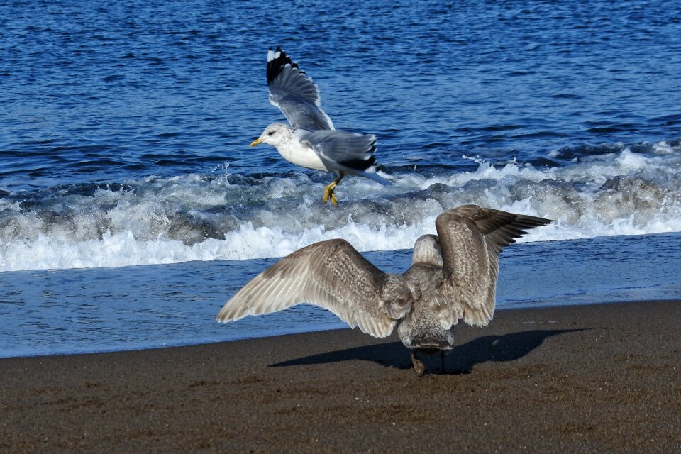 Wave sea gull seagull