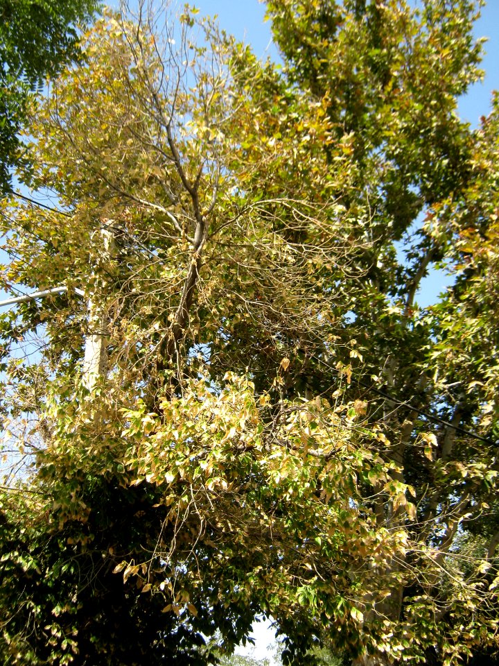 Tree - houses - sidewalk - Nishapur 09