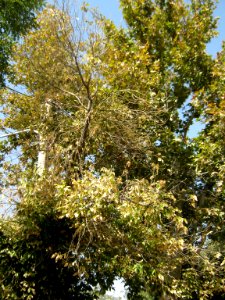 Tree - houses - sidewalk - Nishapur 09