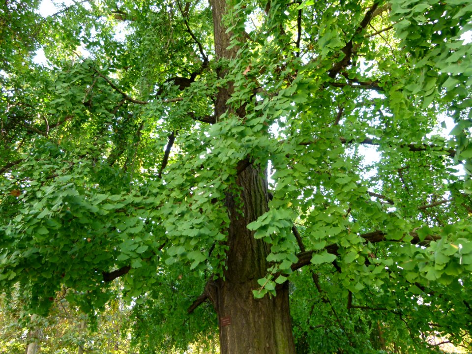 Tree Gingko Biloba