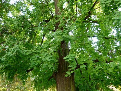 Tree Gingko Biloba