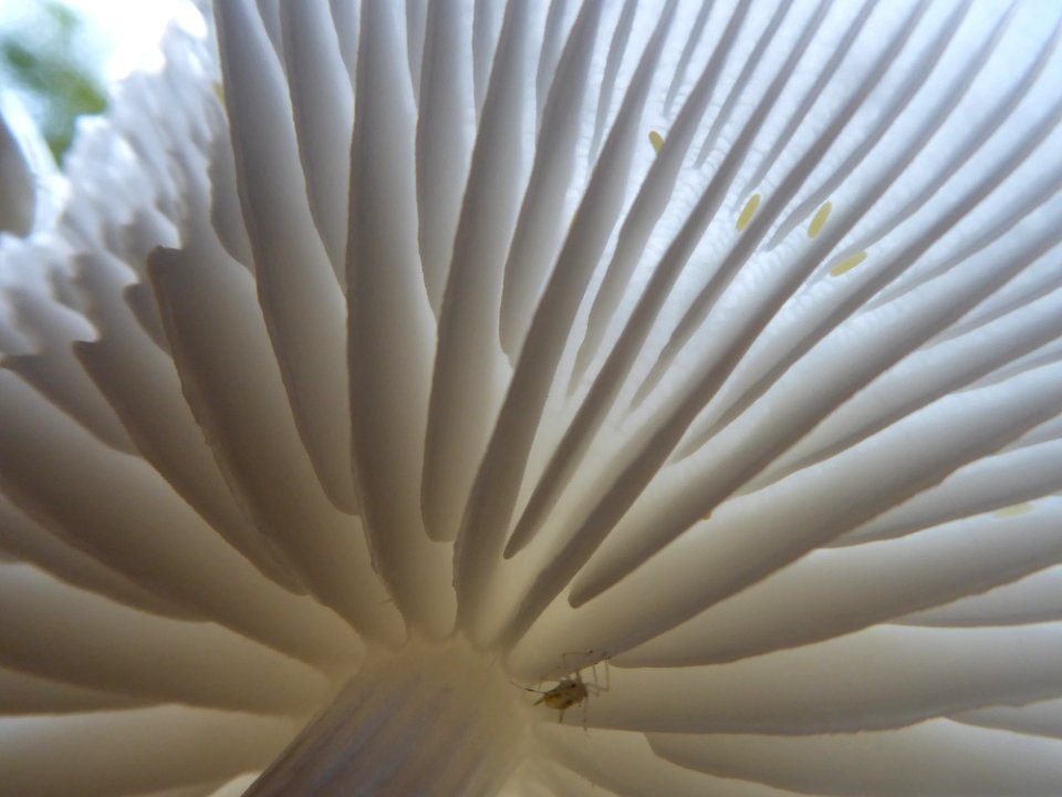 Transluzente Pilzlamellen