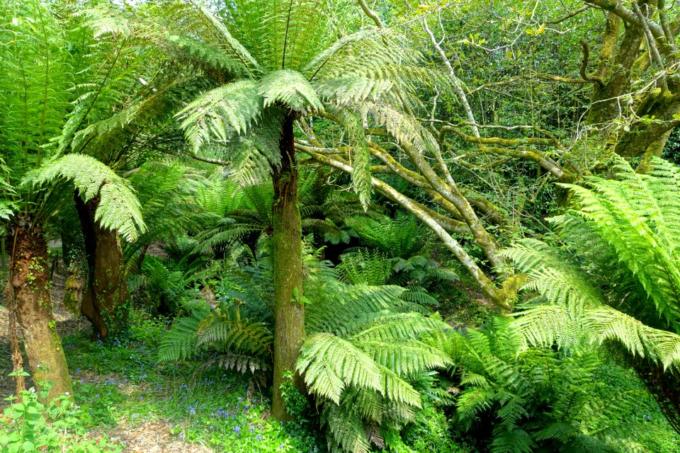 Tree ferns - Trewidden Garden - Cornwall, England - DSC02130