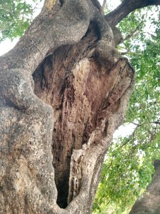 Tree Hallow in Pabanasam Sivan Temple