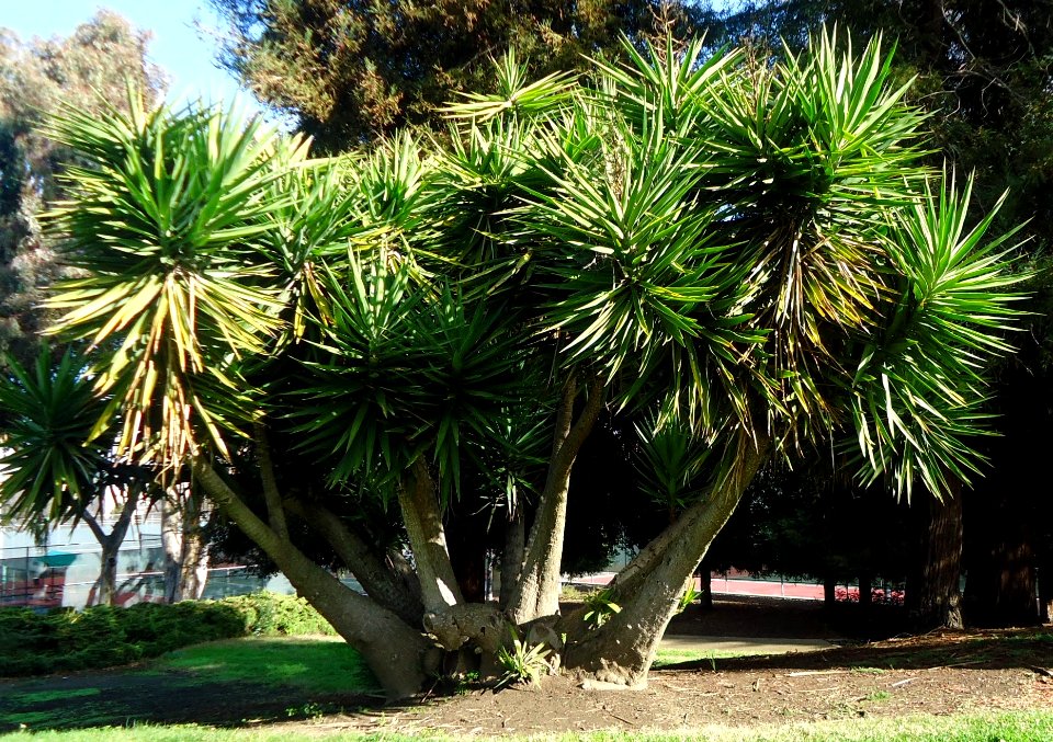Tree in park in Cupertino California
