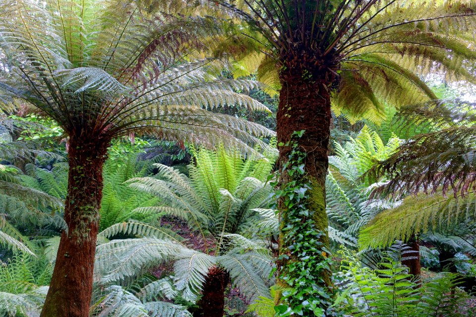 Tree ferns - Trewidden Garden - Cornwall, England - DSC02152