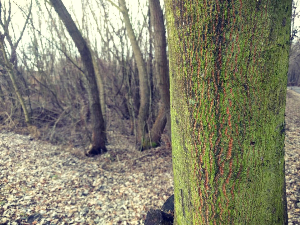 Tree With Green Bark (201072399)