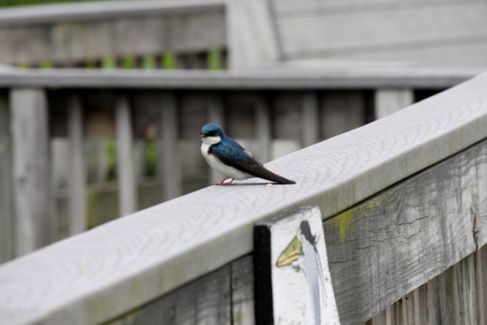 Tree Swallow At John Heinz Wildlife Refuge (256531735)