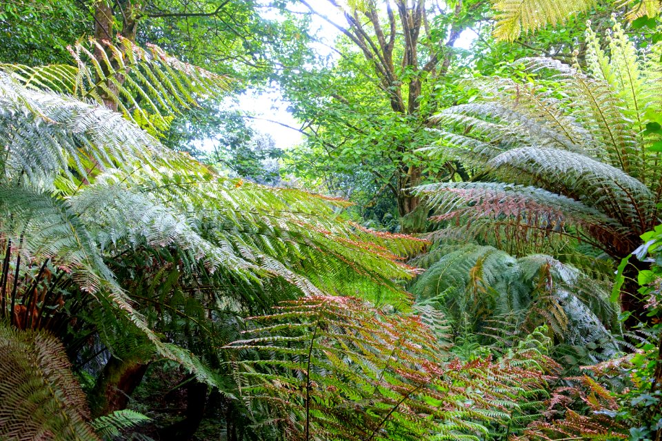 Tree ferns - Trewidden Garden - Cornwall, England - DSC02156