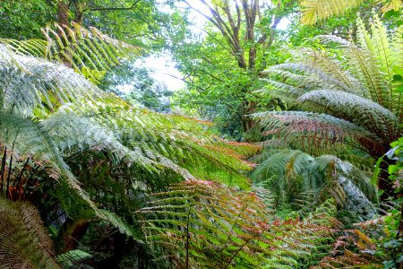Tree ferns - Trewidden Garden - Cornwall, England - DSC02156