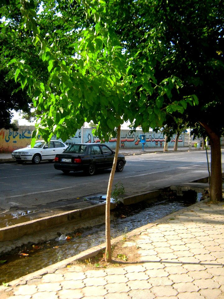 Tree in Istgah st - Nishapur 1