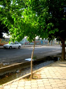 Tree in Istgah st - Nishapur 3