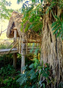 Tree House - Naples Botanical Garden - Naples, Florida - DSC09625