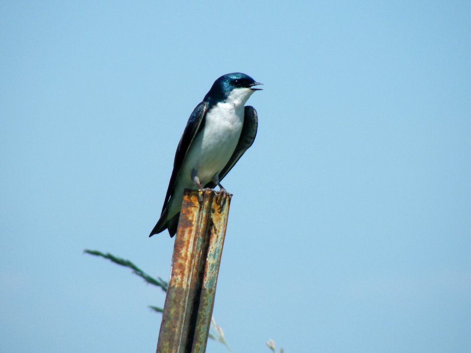 Tree Swallow on fence post