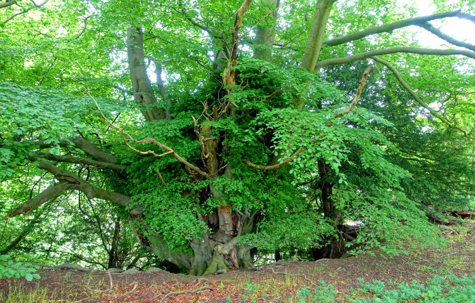 Tree - Fountains Abbey - North Yorkshire, England - DSC00502