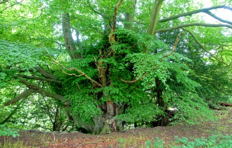Tree - Fountains Abbey - North Yorkshire, England - DSC00502