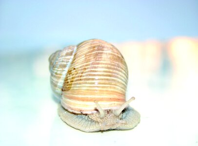 Nature animals slowly