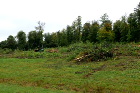 Tree cutting at Maulbach forest 2020-10-06 05