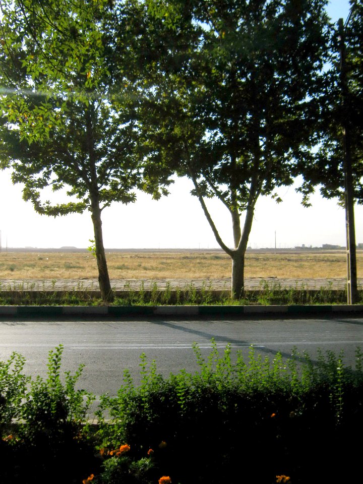 Trees - khayyam boulevard - Nishapur 5