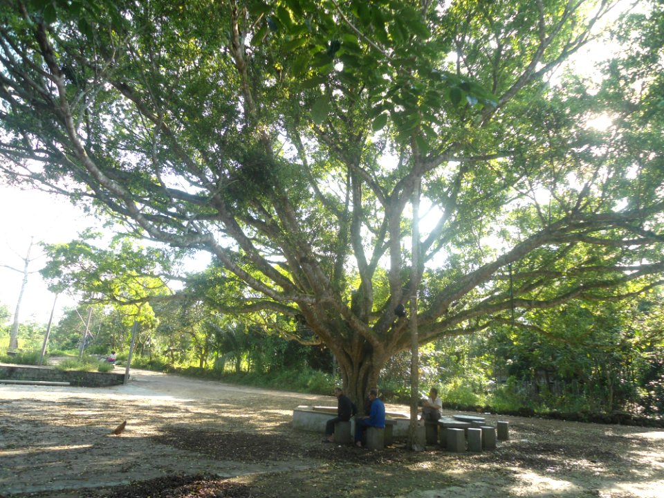 Tree in village - 01