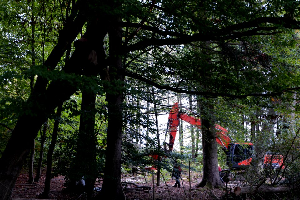 Tree cutting at Maulbach forest 2020-10-05 61