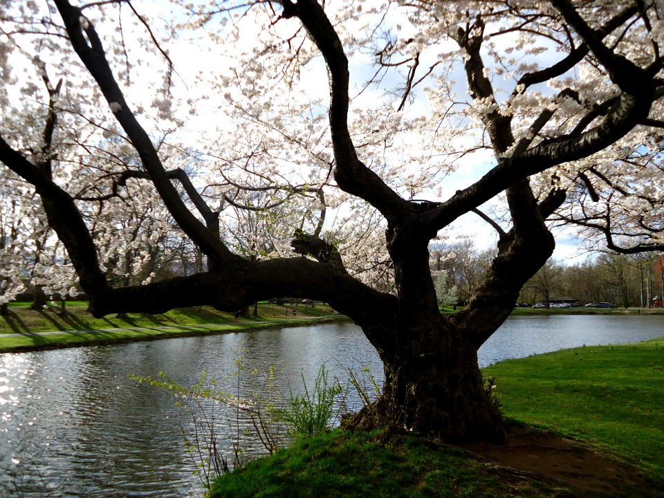Tree near lake in Nomahegan Park in NJ