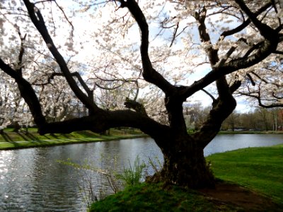 Tree near lake in Nomahegan Park in NJ
