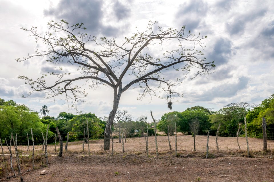 Tree in Nordeste of Brazil